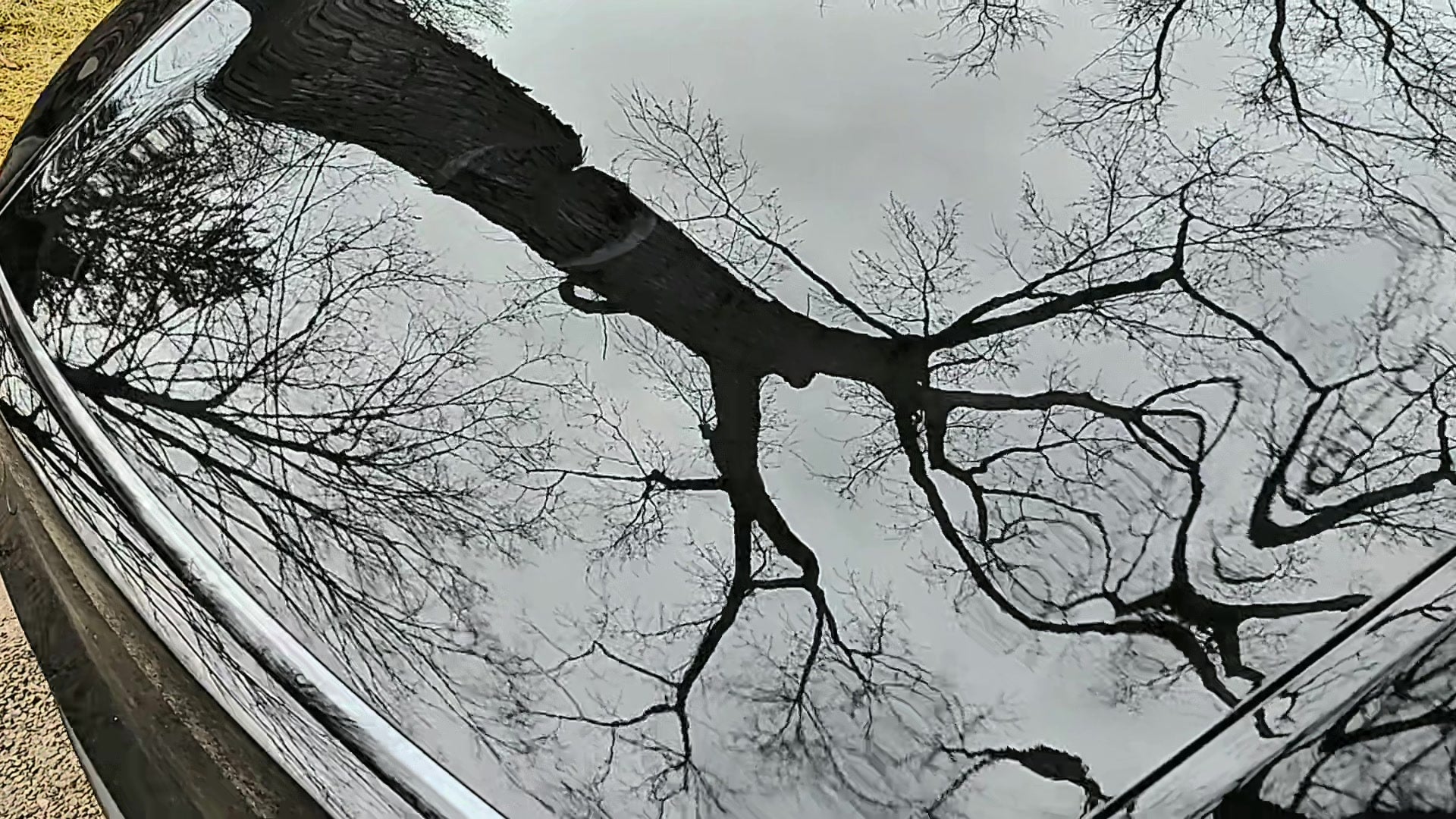Reflected tree branches warping across the dent in a Model Y hood